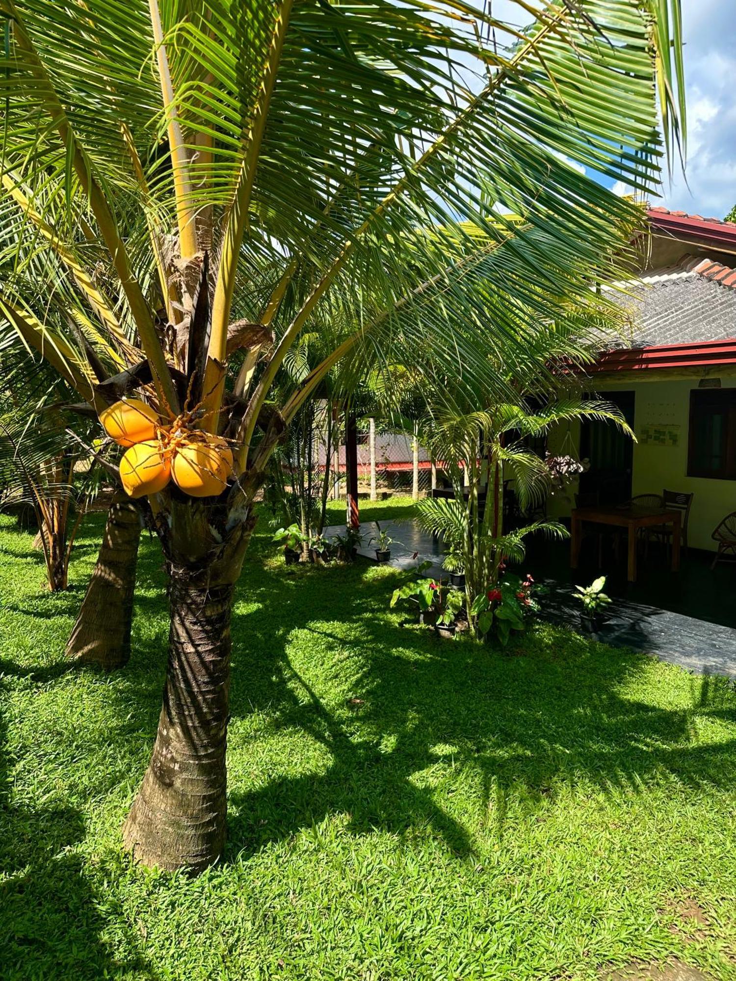 Jasmin Homestay Marakolliya 坦加拉 外观 照片