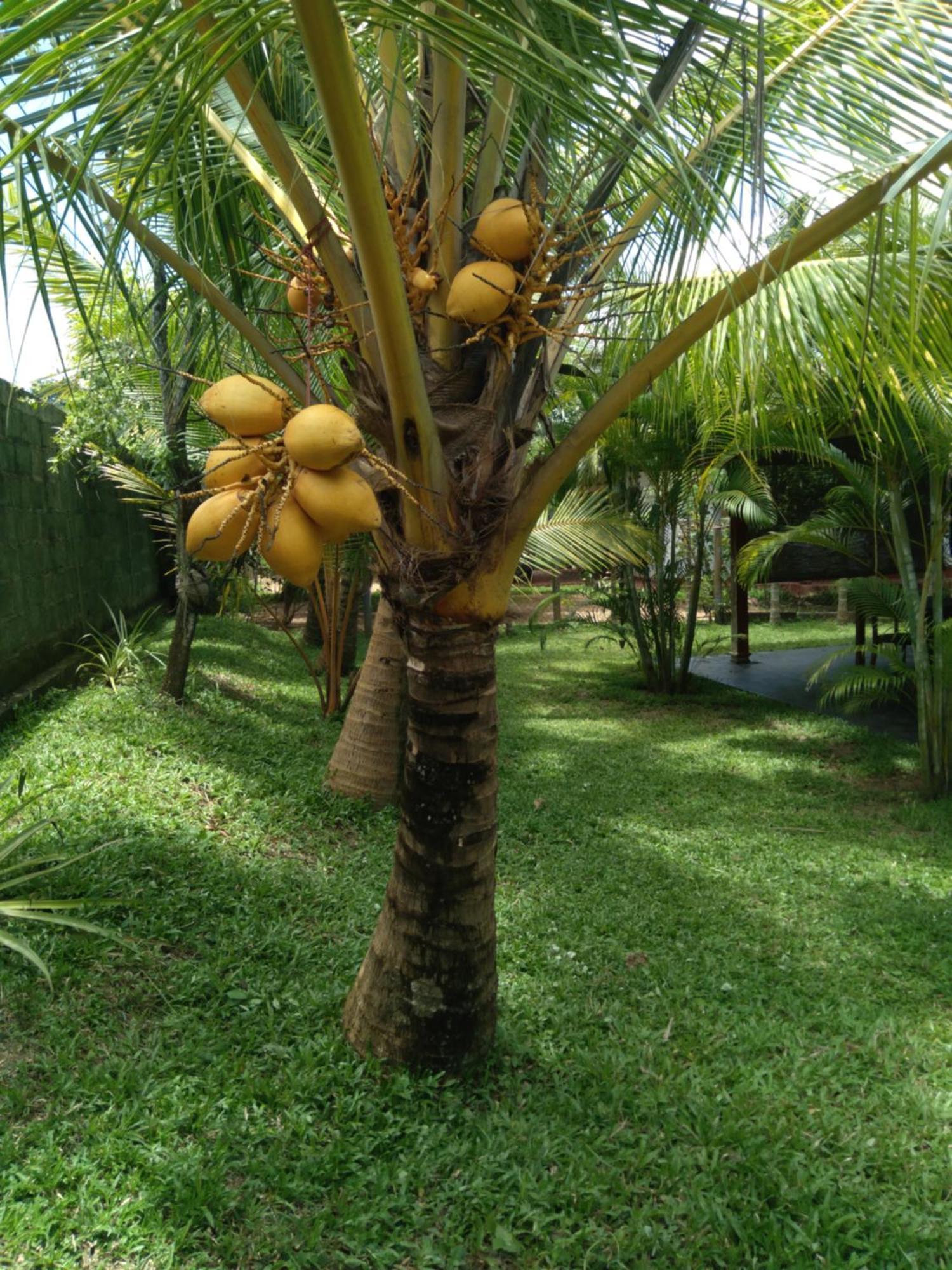 Jasmin Homestay Marakolliya 坦加拉 外观 照片